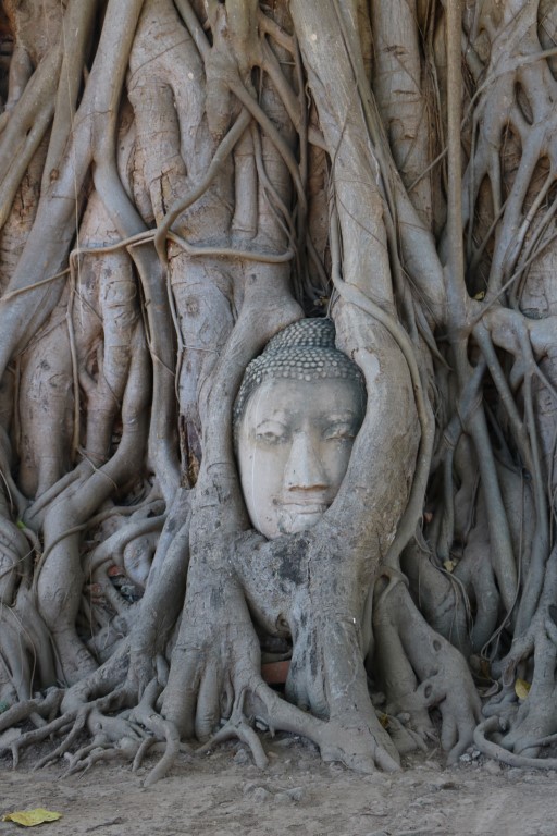 No ne is sure how this Buddha head became imbedded in this tree